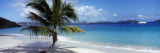 Palm Tree on the Beach, Salomon Beach, Virgin Islands National Park, St. John, US Virgin Island Wall Decal