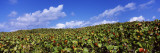 Sea Grapes in a Field, East End, Anguilla Wall Decal