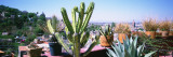 Potted Plants on Terrace, San Miguel de Allende, Guanajuato, Mexico