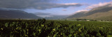 Vineyard with Mountain, Hex River Valley, Western Cape Province, South Africa Wall Decal