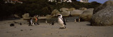 Jackass Penguins on the Beach, Boulder Beach, False Bay, Cape Town, South Africa
