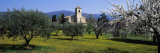 Olive Trees and a Cherry Tree in Front of a Church, Lourmarin, Provence-Alpes-Cote D
