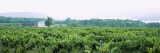 Grape Vineyards on Keuka Lake, Finger Lakes, New York Wall Decal