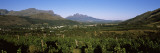 Vineyard with Mountain Range, Franschhoek Valley, Franschhoek, Simonsberg, South Africa Wall Decal