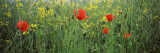 Buy Poppies Blooming in Oilseed Rape Field, Baden-Wurttemberg, Germany at AllPosters.com