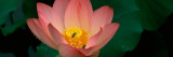 Lotus with Bees in a Pond