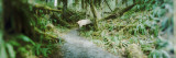 Trail in a Rainforest, Olympic National Park, Olympic Peninsula, Washington State, USA