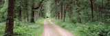 Dirt Road Passing Through a Forest, Sandhill Wildlife Area, Babcock, Wisconsin, USA