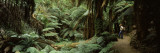 Woman Standing in a Forest, Temperate Rainforest, Tarra-Bulga National Park, Victoria, Australia