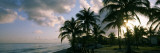 Palm Trees on the Beach, Varadero Beach, Varadero, Matanzas, Cuba