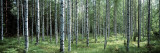 Buy White Birches Aulanko National Park Finland at AllPosters.com