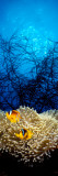 Buy Mat Anemone and Allard's Anemonefish in the Ocean at AllPosters.com