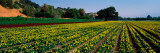Flower Crop in a Field, Santa Ynez Valley, Santa Barbara County, California, USA