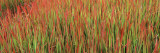 Red Baron in a Field