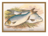 Buy Pomeranian and White Bream at AllPosters.com