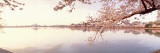 Cherry Blossoms at the Lakeside, Washington DC, USA