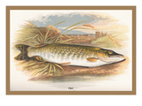 Buy Pike at AllPosters.com