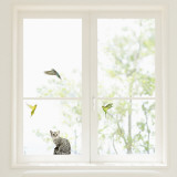 Budgerigars and cat  (Window Decal)