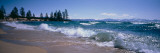 Trees Along a Lake, Lake Tahoe, Nevada, USA