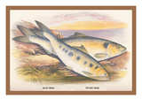 Buy Allis Shad and Twaite Shad at AllPosters.com
