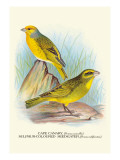 Cape Canary, Sulphur-Coloured Seed-Eater