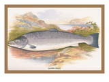 Buy Salmon at AllPosters.com