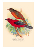 Scarlet Tanager