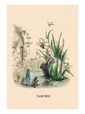 Buy Narcisse at AllPosters.com