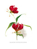 Buy Gloriosa Rothschildiana at AllPosters.com
