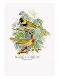 Cuba Finch