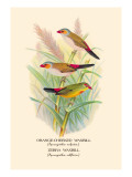 Orange-Cheeked Waxbill, Zebra Waxbill