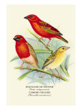 Madagascar Weaver, Comoro Weaver