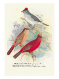 Pileated Finch, Red-Crested Finch