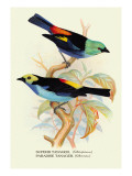 Superb Tanager, Paradise Tanager