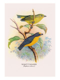 Violet Tanager