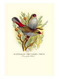 Australian Fire-Tailed Finch