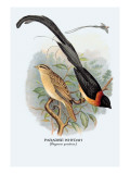 Paradise Whydah