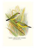 Green Amaduvade Waxbill