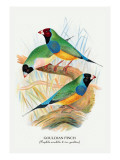 Gouldian Finch