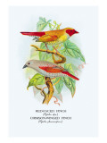 Red-Faced Finch, Crimson-Winged Finch
