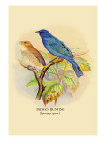 Indigo Bunting
