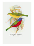 Nonpareil Bunting