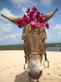 Tourist Donkey, Genipabu Dunes