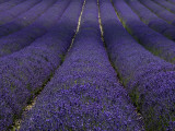 Buy Lavender Fields. at AllPosters.com