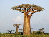 Giant Baobabs (Adansonia Grandidieri) Dotting the Countryside Near Morondava
