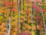 Autumn Leaves, White Mountains