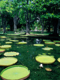 Buy Lake in Gardens at AllPosters.com