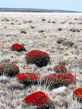 Buy Steppe Country on the Road from El Calafate to Esperanza at AllPosters.com