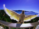 Cockatoo on Hotel Room Balcony