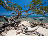 Gnarled Tree at Jake